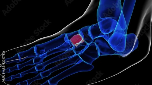 Intermediate cuneiform foot bones anatomy for medical Concept 3D rendering photo