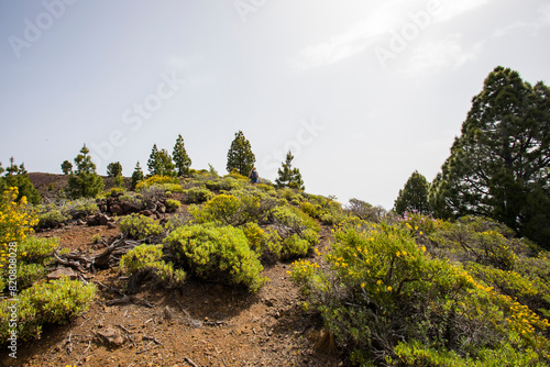 A young woman walking towards Birigoyo peak, La Palma Island, Canary Islands. photo
