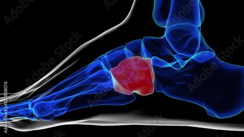 Lateral view of cuboid bone foot bones anatomy for medical Concept 3D rendering photo