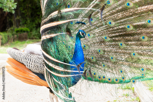 Majestic peacock displaying vibrant feather plumes photo