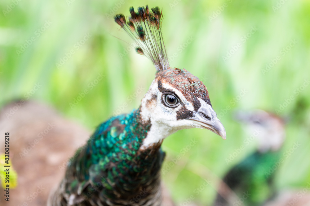 Close-up of a peacock in natural habitat Close-up of a peacock in natural habitat