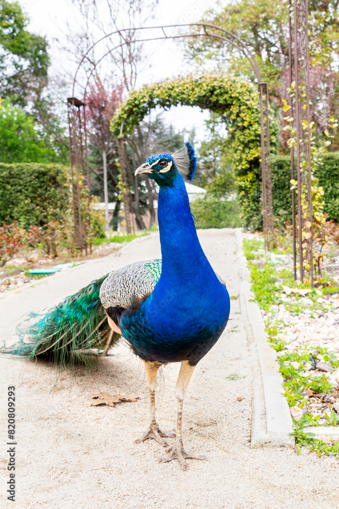 Majestic Indian peacock showcasing vibrant plumage Majestic Indian peacock showcasing vibrant plumage