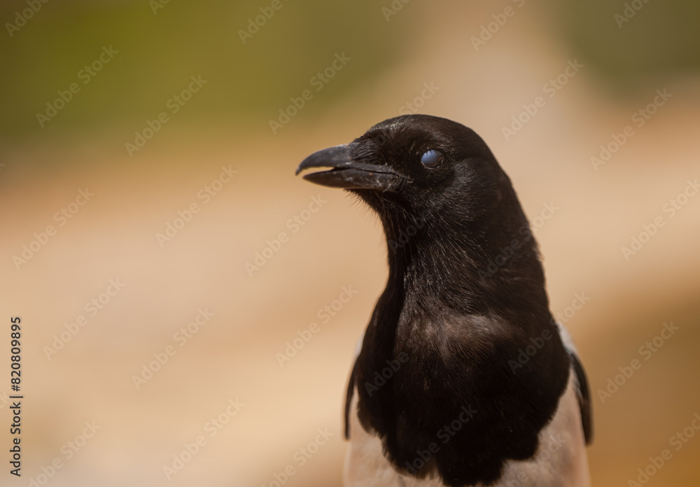 Close-Up of Black and White Bird with Distinctive Features Close-Up of Black and White Bird with Distinctive Features