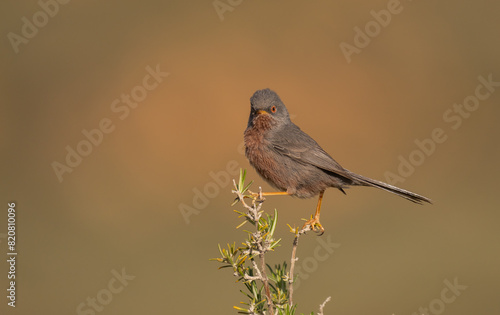 Dartford Warbler Perched on a Branch in Natural Habitat photo