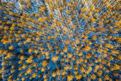 Aerial view of a barren landscape with patches of trees scattered throughout, Xingjiang province photo