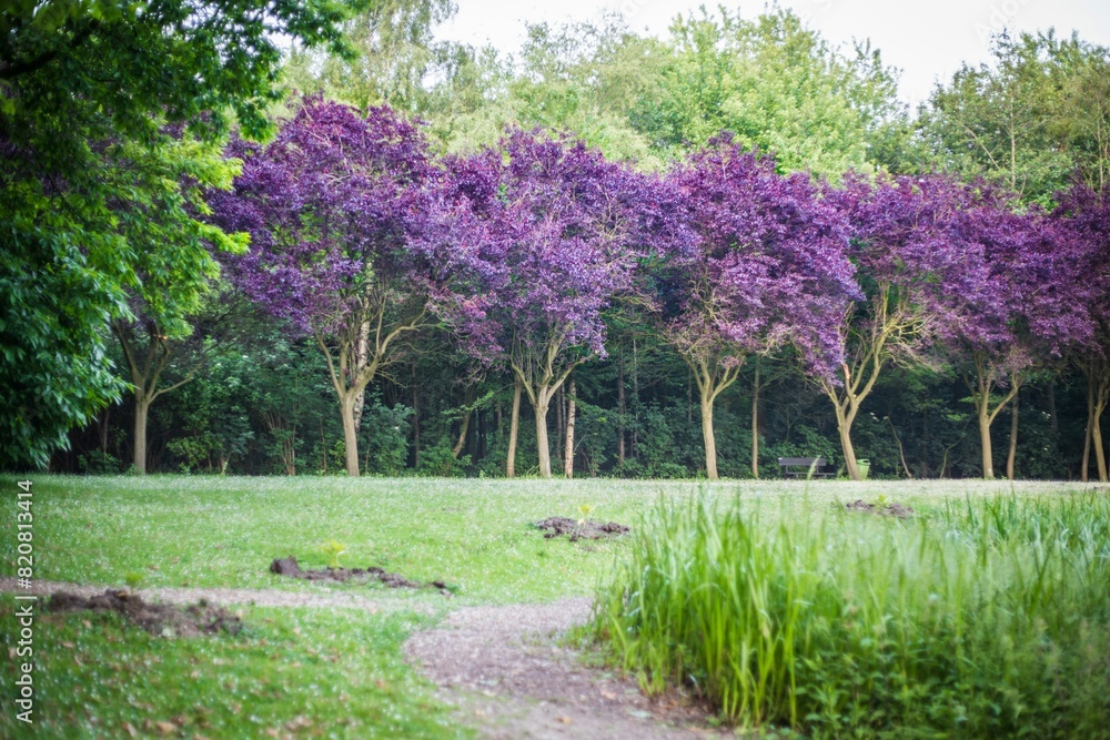 Scenic landscape featuring a lush, green grassy terrain dotted with vibrant purple trees. Scenic landscape featuring a lush, green grassy terrain dotted with vibrant purple trees.