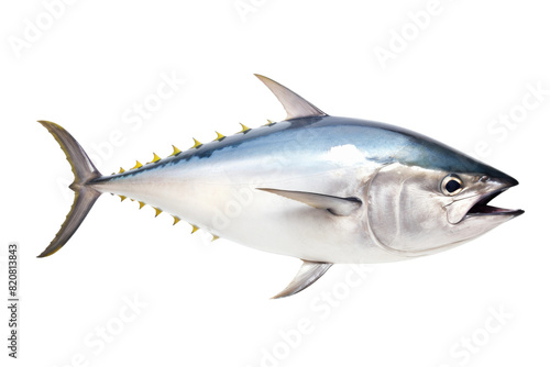 Majestic Blue Marlin Dances on White Canvas on a White or Clear Surface PNG Transparent Background.