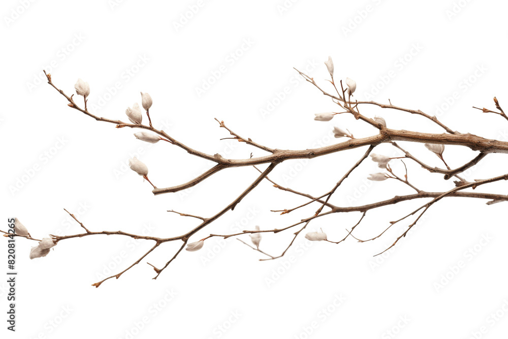 Fototapeta premium Ethereal Blossoms Dancing in the Sky on a White or Clear Surface PNG Transparent Background.