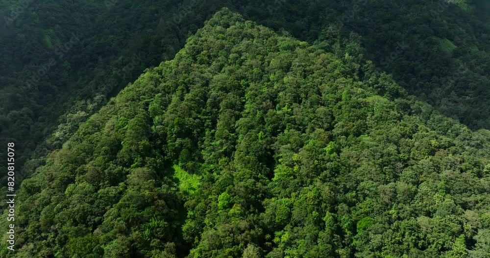 Aerial view of a lush green forest with dense trees and vegetation Aerial view of a lush green forest with dense trees and vegetation