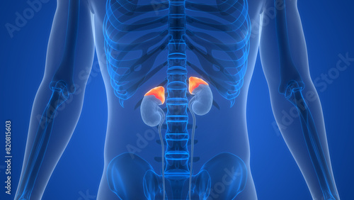 Human Body Glands Adrenal Gland Anatomy