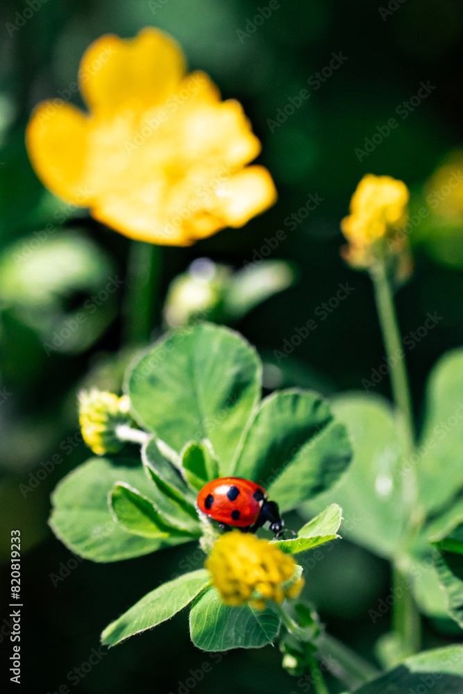 ladybug on flower ladybug on flower