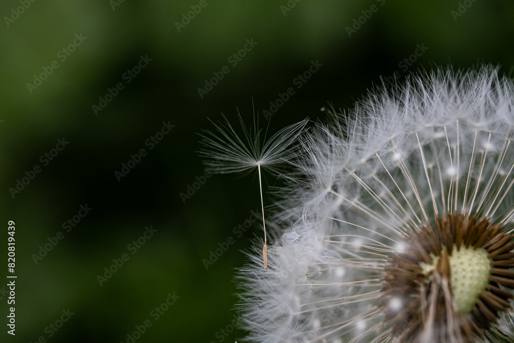 Fototapeta premium dandelion seed head