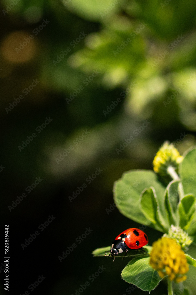Fototapeta premium ladybug on a green leaf