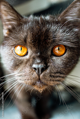 close up of a british shorthair cat