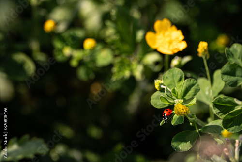 ladybug on a green leaf