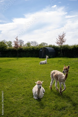 llamas in the meadow