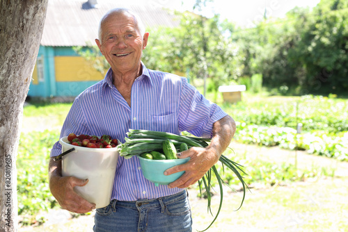 Elderly man farmer with bucket of vegetables in the garden