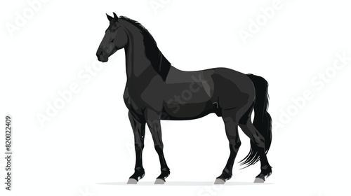 Kladruber breed horse flat vector illustration. Draft