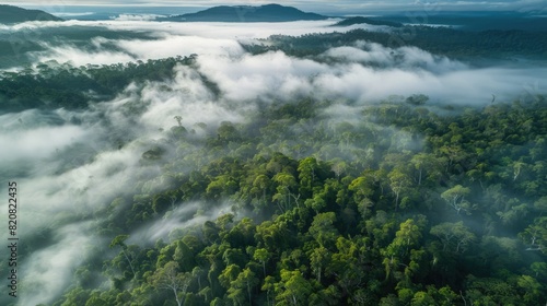 A sea of clouds hovers over a vast forest, showcasing nature's crucial role in carbon capturing and storage for a healthier planet. Carbon reduction © cvetikmart