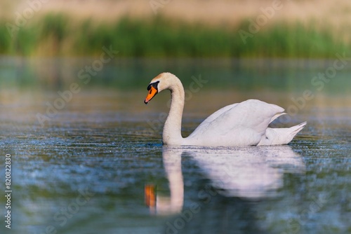 A elegant Mute swan is swimming on the lake. Wildlife scene with a swan. Cygnus olor.