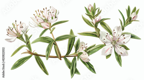 Labrador tea or wild rosemary flowers isolated on white background