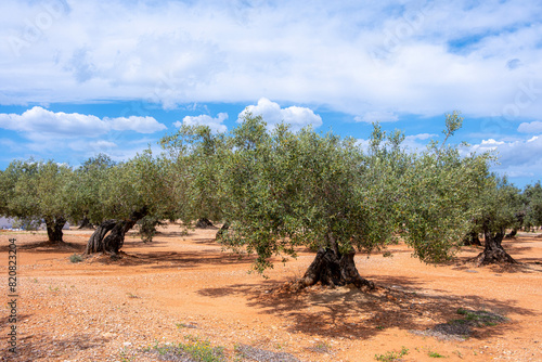 Bright image of an olive grove under a clear blue sky, conveying warmth and the charm of the Mediterranean in Catalonia in Spain photo