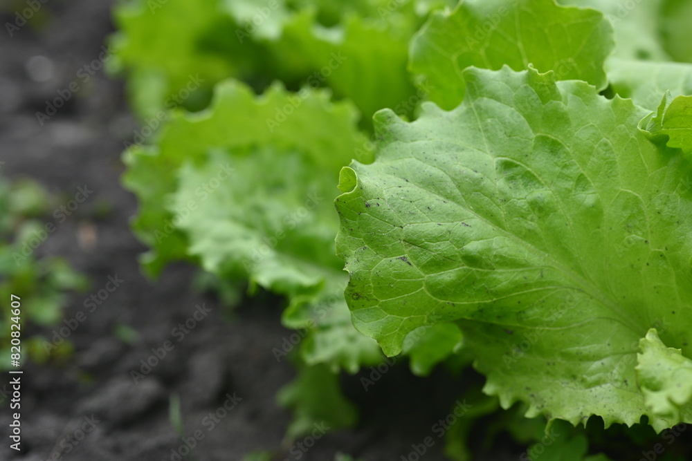 close-up texture of lettuce leaves, young lettuce leaves, organic gardening, growing vegetables close-up texture of lettuce leaves, young lettuce leaves, organic gardening, growing vegetables