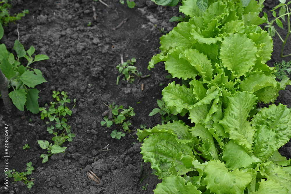 close-up texture of lettuce leaves, young lettuce leaves, organic gardening, growing vegetables close-up texture of lettuce leaves, young lettuce leaves, organic gardening, growing vegetables
