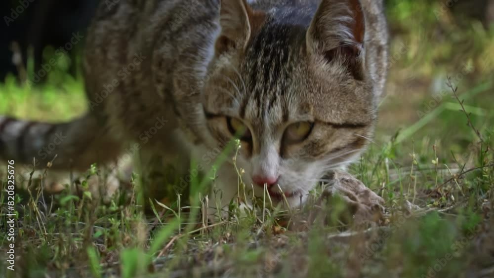 A stray cat, its tabby coat blending with the surrounding grass, eats food on the ground, a poignant reminder of the need for compassion towards homeless animals. A stray cat, its tabby coat blending with the surrounding grass, eats food on the ground, a poignant reminder of the need for compassion towards homeless animals.