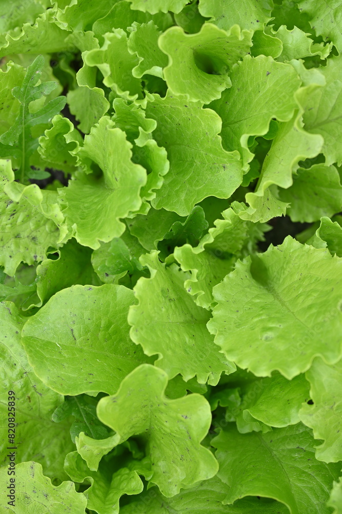 Green lettuce leaves in the background, picture of green lettuce leaves growing in a vegetable garden, organic lettuce leaves Green lettuce leaves in the background, picture of green lettuce leaves growing in a vegetable garden, organic lettuce leaves