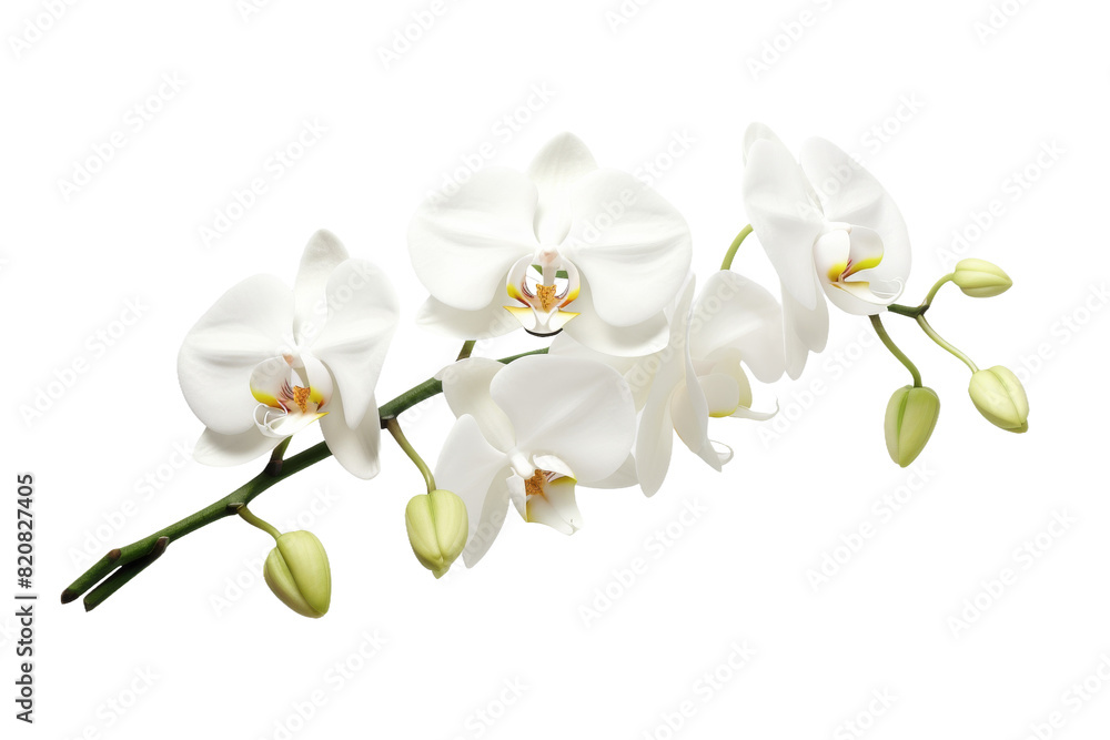 Ballet of White Orchids on a White or Clear Surface PNG Transparent Background. Ballet of White Orchids on a White or Clear Surface PNG Transparent Background.