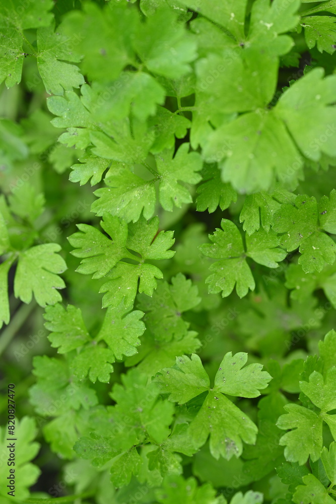 Parsley leaves as background, photo above of green coriander leaves growing in the vegetable garden, organic coriander leaves Parsley leaves as background, photo above of green coriander leaves growing in the vegetable garden, organic coriander leaves
