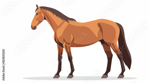 Marwari breed horse flat vector illustration. Indian