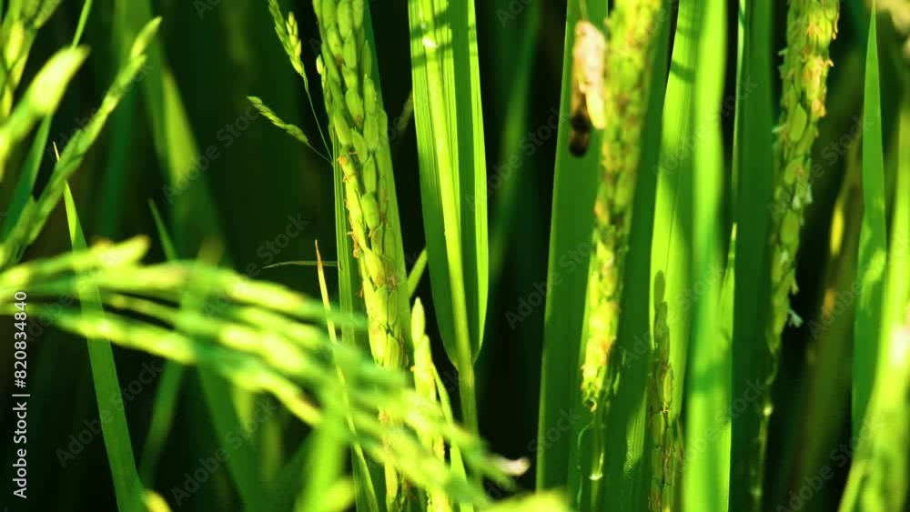 Up close grasshopper on organic Paddy rice grain food agriculture field rippen Up close grasshopper on organic Paddy rice grain food agriculture field rippen