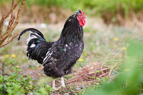 Black rooster in grass of garden