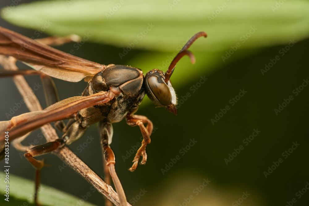 A wasp perched on a green branch A wasp perched on a green branch