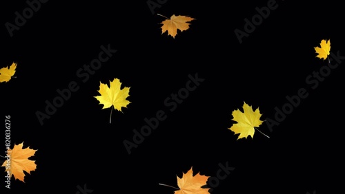 Autumn Leaves Falling. Falling yellow maple leaves on transparent background.