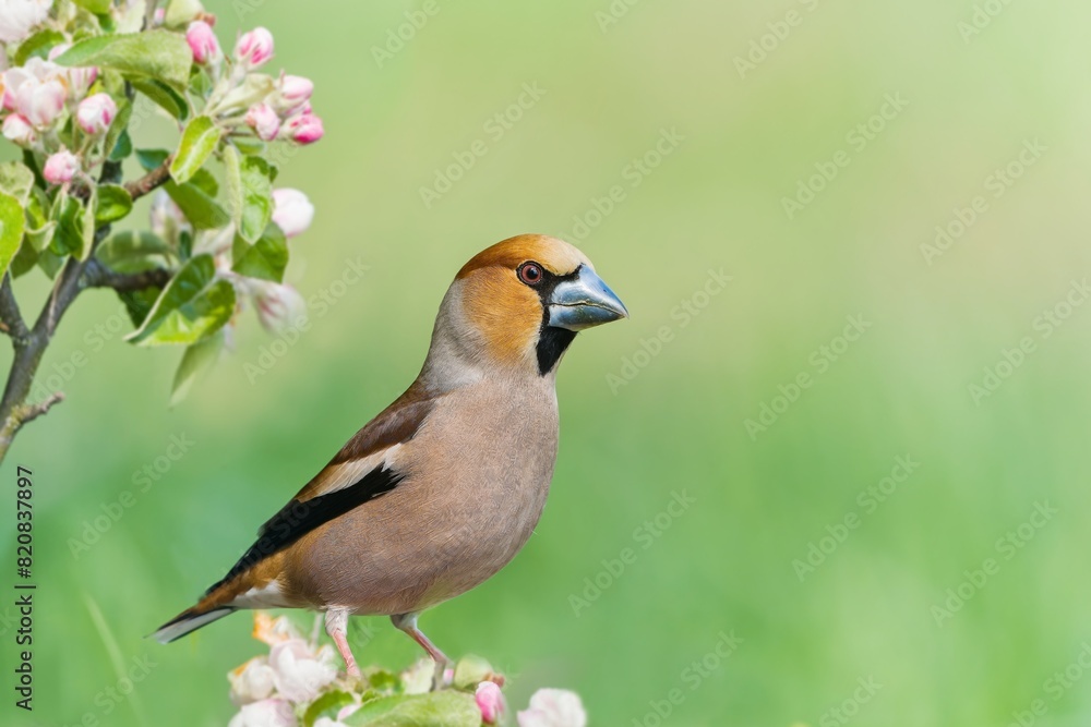 (Coccothraustes coccothraustes) Wildlife scene from nature. A male hawfinch sits on a flowering apple twig. (Coccothraustes coccothraustes) Wildlife scene from nature. A male hawfinch sits on a flowering apple twig.