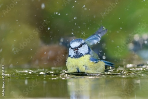 A cute blue tit  is bathing in a forest pond. Cyanistes caeruleus. 