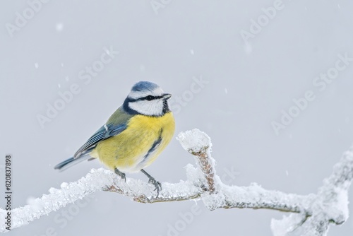 A cute blue tit sits on a twig covered with beautiful icing.  Cyanistes caeruleus. Winter scene with a titmouse. 
