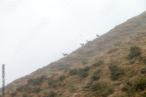 Picture of mountain goats in the fog in the Swiss Alps