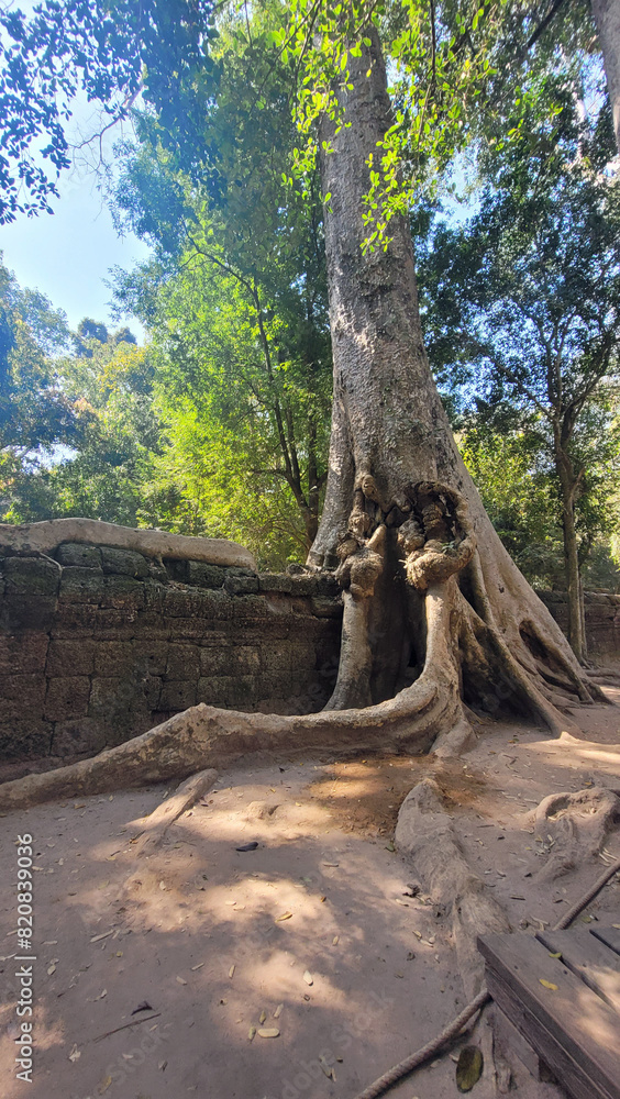 Ta Prohm Temple in Angkor Wat