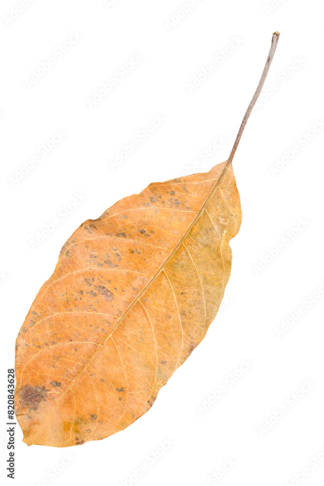 brown dry leaves isolated on white background brown dry leaves isolated on white background
