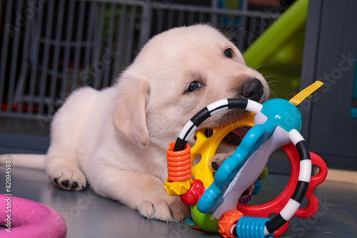 Playing with a baby rattle. The light blonde Labrador puppy is playing with a colored baby toy.