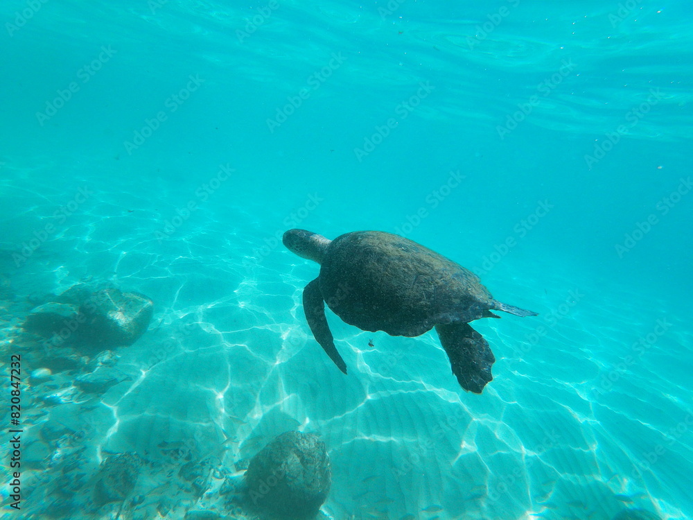 Obraz premium sea ​​turtle