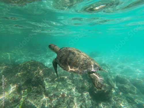 sea ​​turtle