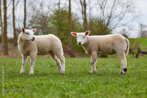Two white cute lambs on meadow