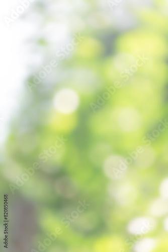 nature view of green leaf on blurred greenery background in garden and sunligh