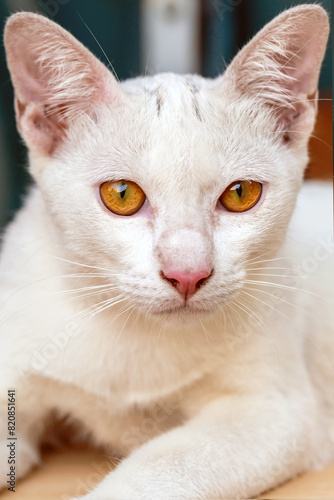 A ragged but cute white street kitten