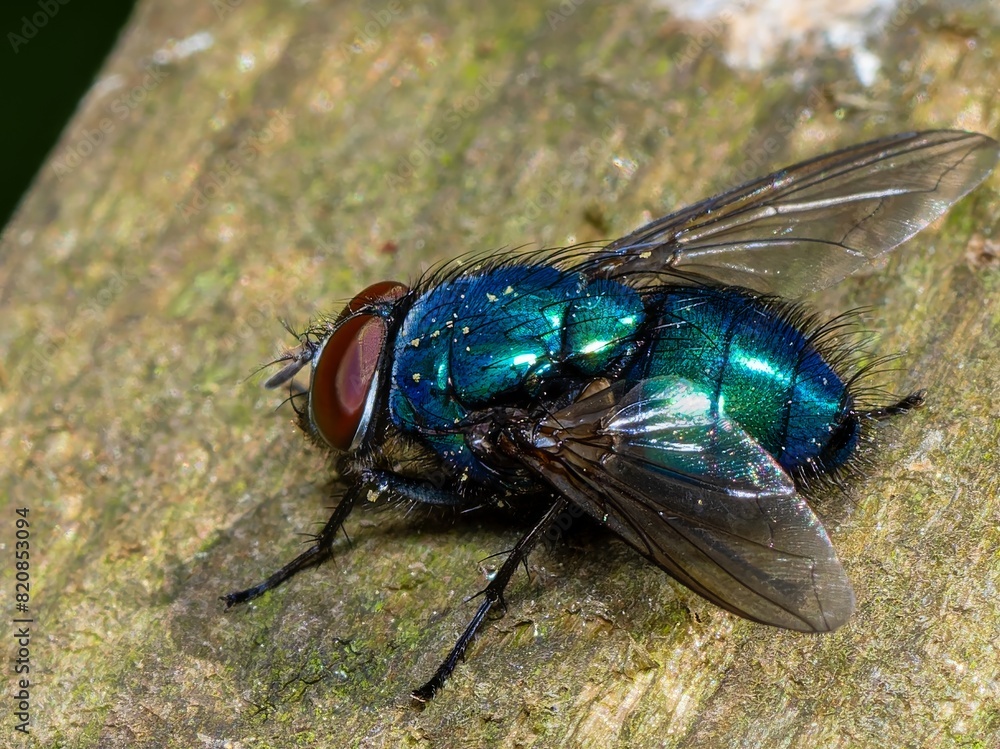 Closeup on a European metallic green tachinid fly, Gymnocheta viridis. Green fly, common greenbottle, Lucilia Caesar. At rest Closeup on a European metallic green tachinid fly, Gymnocheta viridis. Green fly, common greenbottle, Lucilia Caesar. At rest